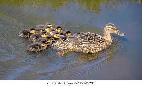 Duck and ducklings swimming in water lake, female wild duck hen  proudly and beautiful in front of 10 chicks