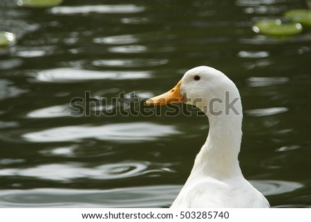 Duck and Duckpond