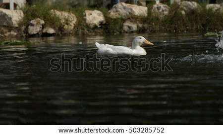 Duck and Duckpond