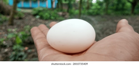 Duck eggs have a thicker shell
