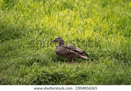 A duck enjoys the sun rays on a warm day while sitting in a park on a field.