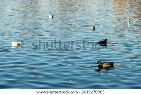 Duck, eurasian coot and gulls on the lake. Foto stock © 