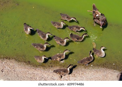 Duck Family 