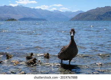 Duck Family In Lake Wanaka