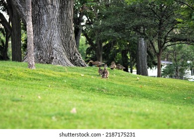 Duck Family On Green Grassy Hill