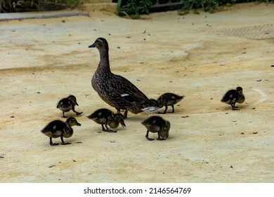 Duck Family On A Sandy Park