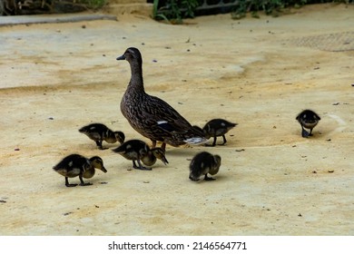 Duck Family On A Sandy Park