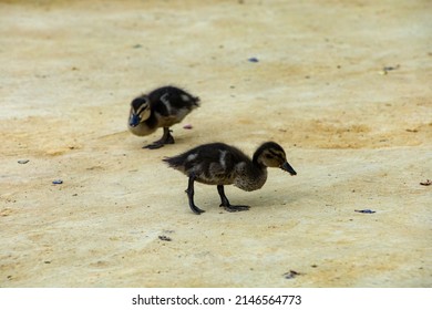 Duck Family On A Sandy Park