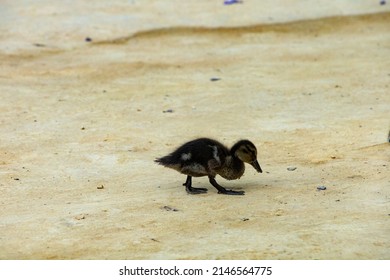 Duck Family On A Sandy Park