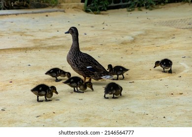 Duck Family On A Sandy Park