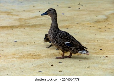 Duck Family On A Sandy Park