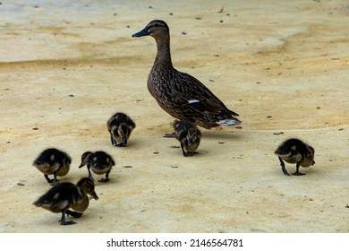 Duck Family On A Sandy Park