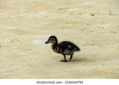 Duck Family On A Sandy Park