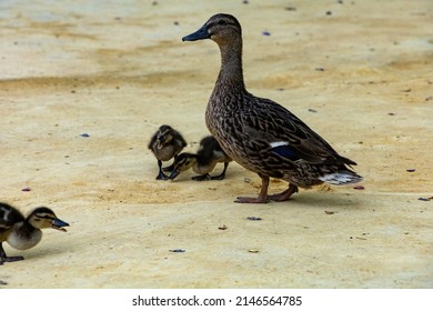 Duck Family On A Sandy Park