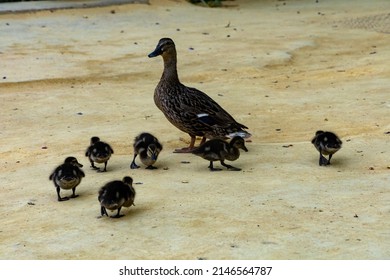 Duck Family On A Sandy Park