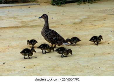 Duck Family On A Sandy Park