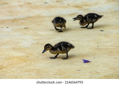 Duck Family On A Sandy Park