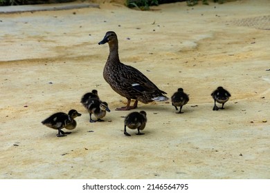 Duck Family On A Sandy Park