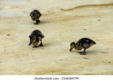 Duck Family On A Sandy Park