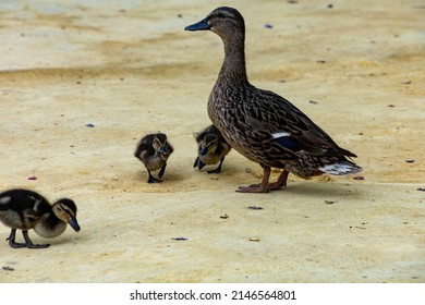 Duck Family On A Sandy Park