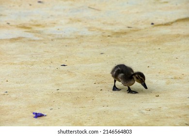 Duck Family On A Sandy Park