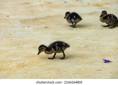 Duck Family On A Sandy Park