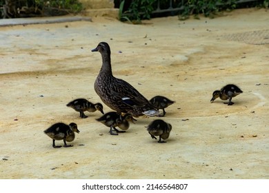 Duck Family On A Sandy Park