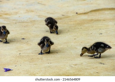 Duck Family On A Sandy Park