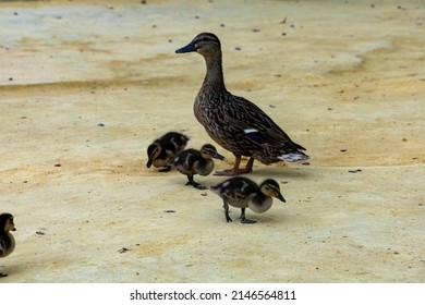 Duck Family On A Sandy Park