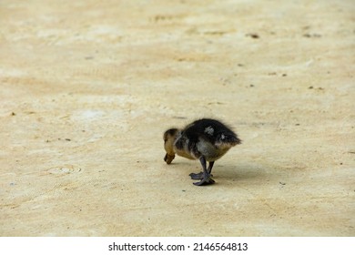 Duck Family On A Sandy Park