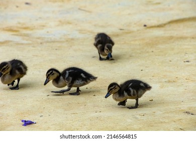 Duck Family On A Sandy Park