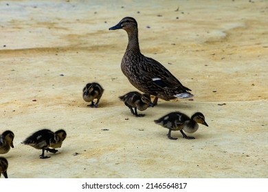 Duck Family On A Sandy Park