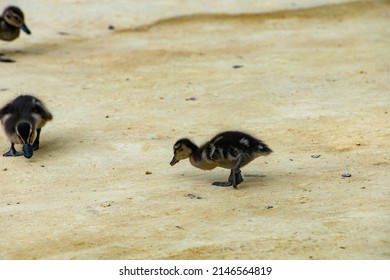 Duck Family On A Sandy Park