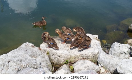 Duck Family Soaking Up The Sun