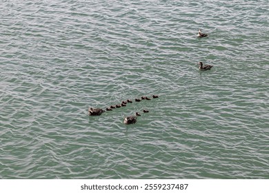 Duck family swimming in formation on tranquil lake - Powered by Shutterstock