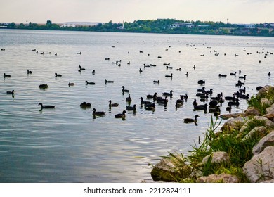 Duck Family Swimming In The Lake