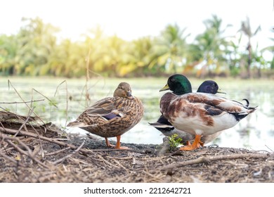 Duck family in wildlife concept. Way of life of Group call duck or Mini mallard standing by the marsh in natural environment of park landscape and background with coconut tree view.