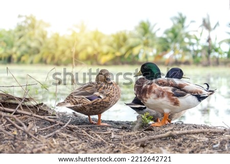 Duck family in wildlife concept. Way of life of Group call duck or Mini mallard standing by the marsh in natural environment of park landscape and background with coconut tree view.