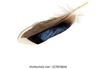 Duck feather close-up on a white isolated background.  - Shutterstock ID 2178518641