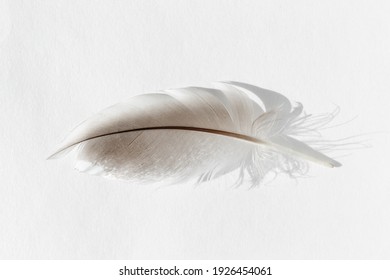 Duck Feather. One Feather Of Mallard Duck Isolated. Bird Feather On White Background