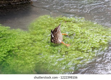 Duck Feeds Under Water In The River.