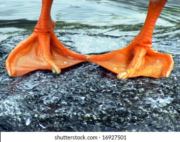 Duck Feet