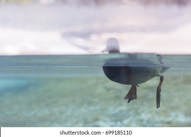 Duck Feet Viewed From Underwater