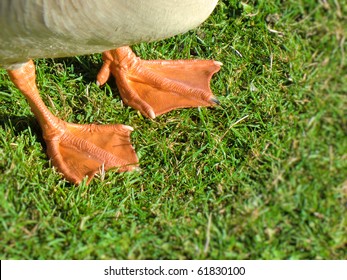 Duck Feet - Webbing