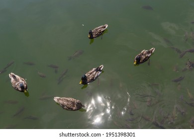 Duck And Fish In The Water Of The Lake. The Mallard In Wild Nature.
A Close-up Top View Shot Of The Birds Swimming In The Pond In The Daylight. Kyiv, Ukraine