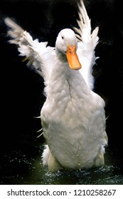 Duck flapping wings