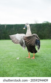 A duck flapping its wings