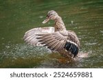 Duck Flapping Wings in a Calm Lake Setting