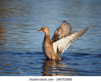 duck flaps its wings 