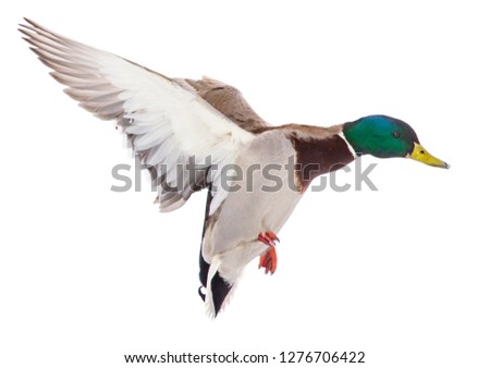 Duck in flight isolated on white background .